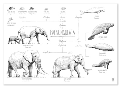 Modern, black and white poster (70x50cm / 28x20“) of Paenungulata, Elephants, Sirens and Hyraxes. Scientific names and classification. Quality print of hand drawn animals. No frame included.