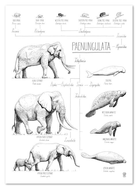 Modern, black and white poster (50x70cm / 20x28“) of Paenungulata, Elephants, Sirens and Hyraxes. Scientific names and classification. Quality print of hand drawn animals. No frame included.