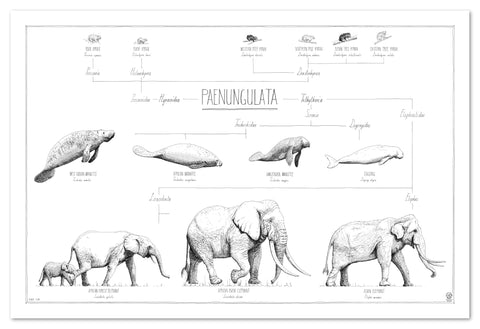 Modern, black and white poster (90x60cm / 36x24“) of Paenungulata, Elephants, Sirens and Hyraxes. Scientific names and classification. Quality print of hand drawn animals. No frame included.