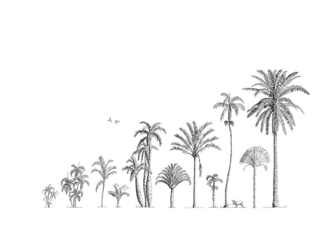 Palm trees of Africa