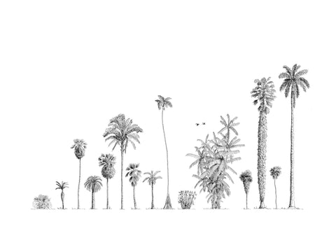 Palm trees of the Americas