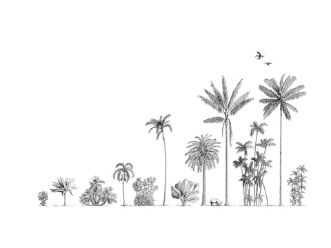 Palm trees of Asia