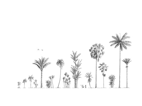 Palm trees of Oceania