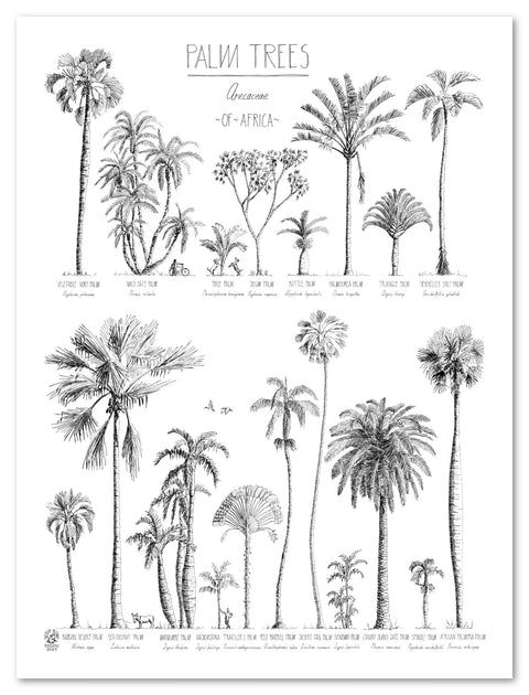 Modern, black and white poster (45x60cm / 18x24“) of Palm trees native to Africa. Scientific and English names. Quality print of hand drawn palm trees, drawn in black ink with loads of details. No frame included.