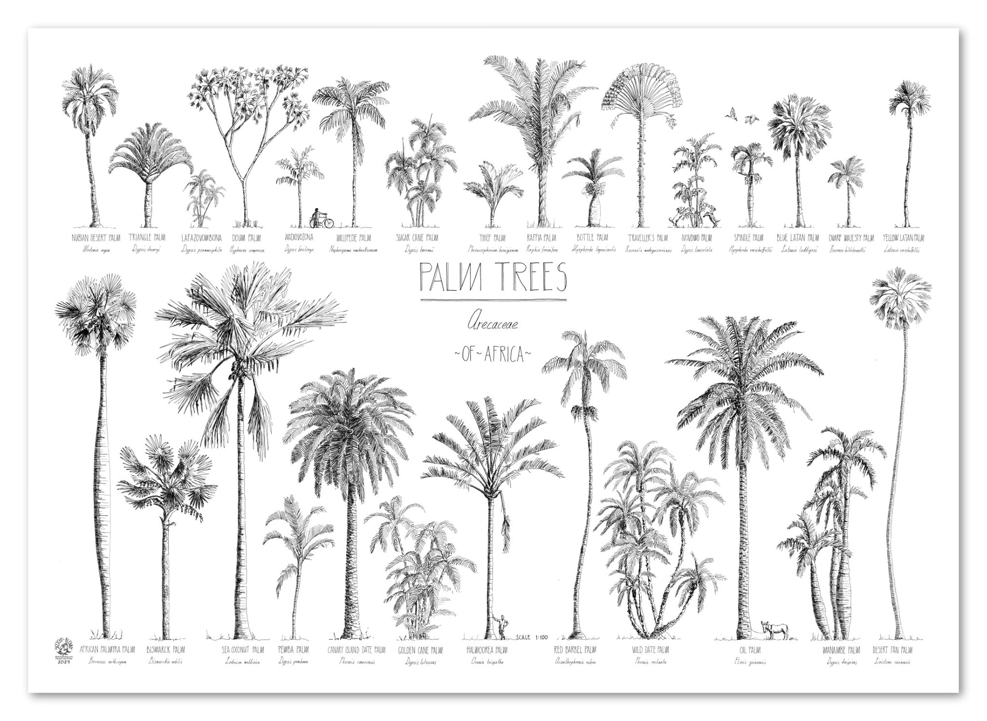 Modern, black and white poster (70x50cm / 28x20“) of Palm trees native to Africa. Scientific and English names. Quality print of hand drawn palm trees, detailed drawings in black ink.