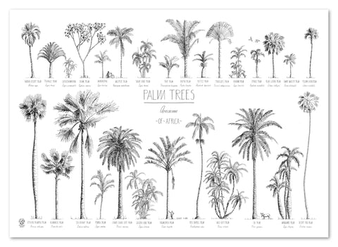 Modern, black and white poster (70x50cm / 28x20“) of Palm trees native to Africa. Scientific and English names. Quality print of hand drawn palm trees, detailed drawings in black ink.