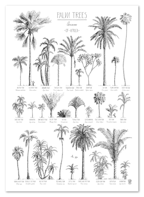 Modern, black and white poster (50x70cm / 20x28“) of Palm trees native to Africa. Scientific and English names. Quality print of hand drawn palm trees, detailed drawings in black ink.