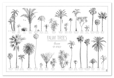 Modern, black and white poster (90x60cm / 36x24") of Palm trees native to Africa. Scientific and English names. Quality print of hand drawn palm trees, drawn in black ink with loads of details. No frame included.