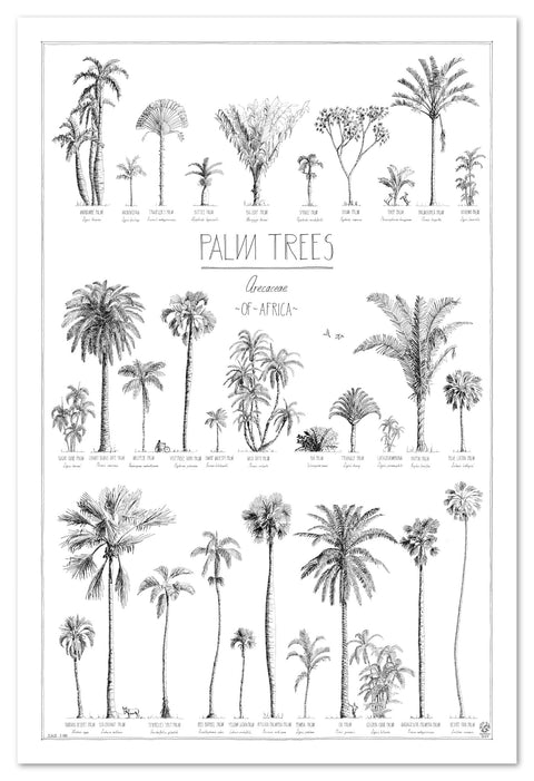 Modern, black and white poster (60x90cm / 24x36“) of Palm trees native to Africa. Scientific and English names. Quality print of hand drawn palm trees, detailed drawings in black ink.