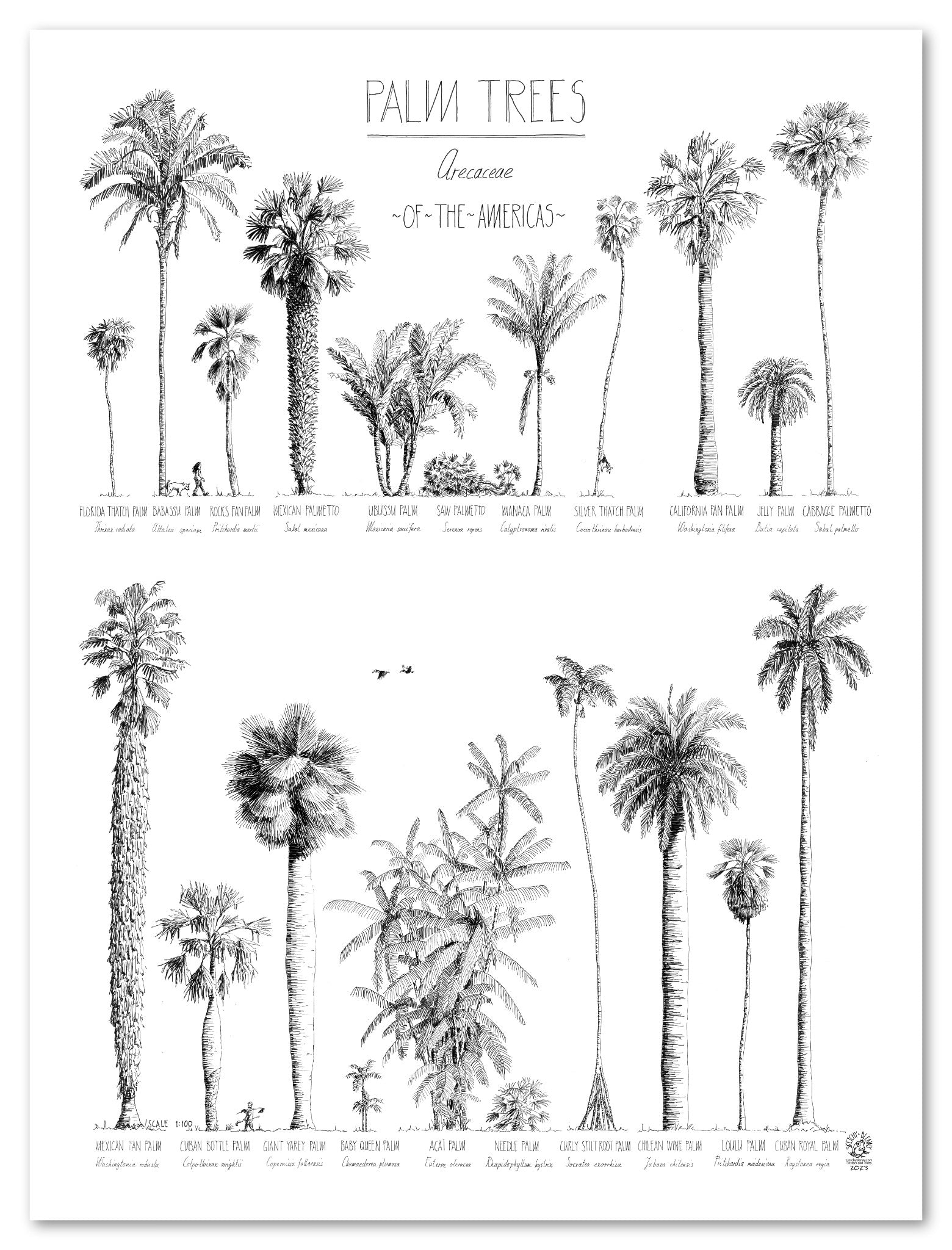 Modern, black and white poster (45x60cm / 18x24“) of Palm trees native to North and South America and the Caribbean. Scientific and English names. Quality print of hand drawn palm trees, detailed drawings in black ink.