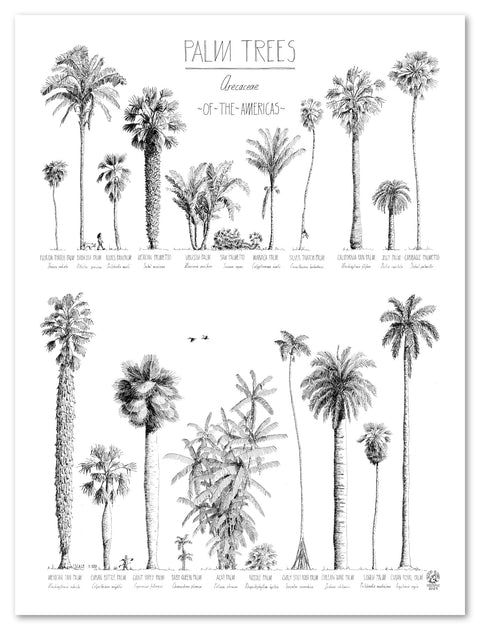 Modern, black and white poster (45x60cm / 18x24“) of Palm trees native to North and South America and the Caribbean. Scientific and English names. Quality print of hand drawn palm trees, detailed drawings in black ink.