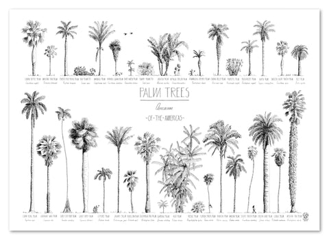 Modern, black and white poster (70x50cm / 28x20“) of Palm trees native to North and South America and the Caribbean. Scientific and English names. Quality print of hand drawn palm trees, detailed drawings in black ink.