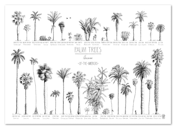 Modern, black and white poster (70x50cm / 28x20“) of Palm trees native to North and South America and the Caribbean. Scientific and English names. Quality print of hand drawn palm trees, detailed drawings in black ink.
