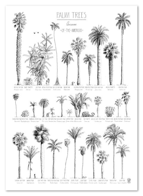 Modern, black and white poster (50x70cm / 20x28“) of Palm trees native to North and South America and the Caribbean. Scientific and English names. Quality print of hand drawn palm trees, detailed drawings in black ink.