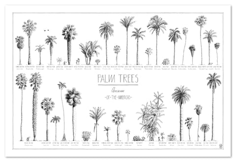 Modern, black and white poster (90x60cm / 36x24“) of Palm trees native to North and South America. Scientific and English names. Quality print of hand drawn palm trees, drawn in black ink with loads of details. No frame included