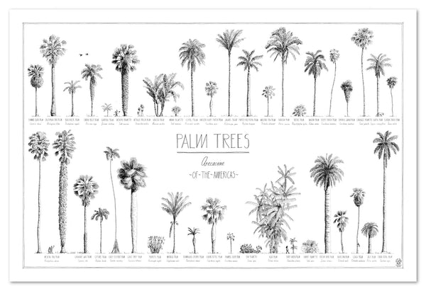 Modern, black and white poster (90x60cm / 36x24“) of Palm trees native to North and South America. Scientific and English names. Quality print of hand drawn palm trees, drawn in black ink with loads of details. No frame included