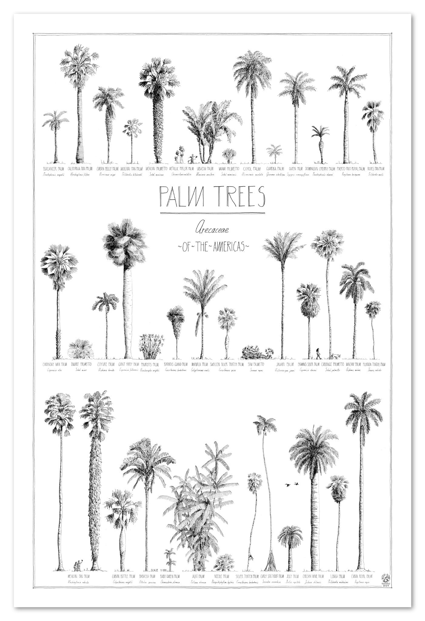 Modern, black and white poster (60x90cm / 24x36“) of Palm trees native to North and South America. Scientific and English names. Quality print of hand drawn palm trees, drawn in black ink with loads of details. No frame included