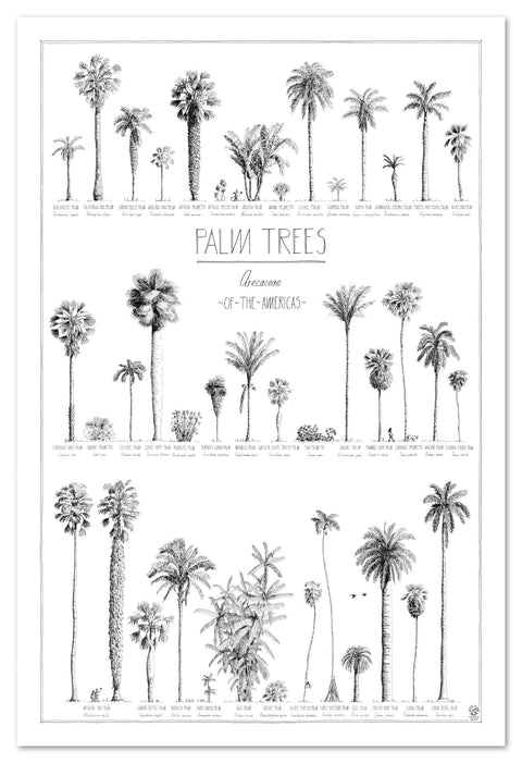 Modern, black and white poster (60x90cm / 24x36“) of Palm trees native to North and South America. Scientific and English names. Quality print of hand drawn palm trees, drawn in black ink with loads of details. No frame included