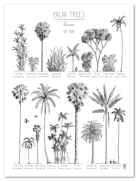 Modern, black and white poster (45x60cm / 18x24“) of Palm trees native to Asia. Scientific and English names. Quality print of hand drawn palm trees, drawn in black ink with loads of details