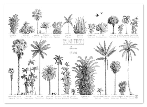Modern, black and white poster (70x50cm / 28x20“) of Palm trees native to Asia. Scientific and English names. Quality print of hand drawn palm trees, drawn in black ink with loads of details