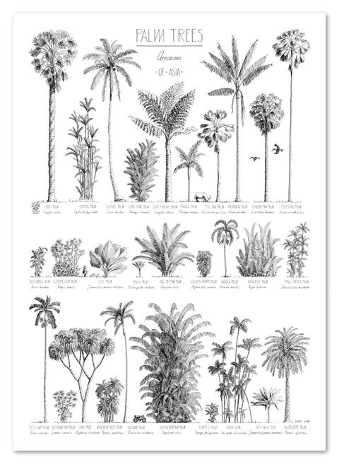 Modern, black and white poster (50x70cm / 20x28“) of Palm trees native to Asia. Scientific and English names. Quality print of hand drawn palm trees, drawn in black ink with loads of details