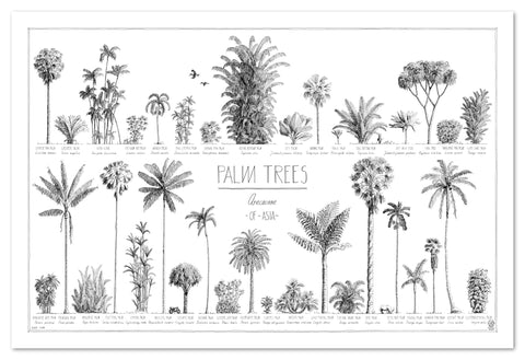 Modern, black and white poster (90x60cm / 36x24") of Palm trees native to Asia. Scientific and English names. Quality print of hand drawn palm trees, drawn in black ink with loads of details