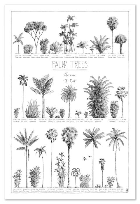 Modern, black and white poster (60x90cm / 24x36“) of Palm trees native to Asia. Scientific and English names. Quality print of hand drawn palm trees, drawn in black ink with loads of details