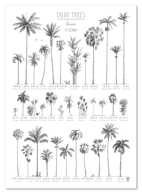 Modern, black and white poster (50x70cm / 20x28“) of Palm trees native to Oceania with all its islands and atolls. Scientific and English names. Quality print of hand drawn palm trees, drawn in black ink with details and animals for size comparison. No frame included.