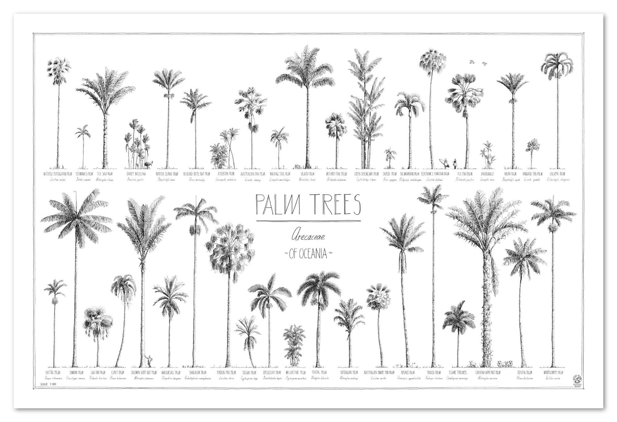 Modern, black and white poster (90x60cm / 36x24") of Palm trees native to Oceania with all its islands and atolls. Scientific and English names. Quality print of hand drawn palm trees, drawn in black ink with details and animals for size comparison. No frame included.