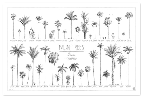 Modern, black and white poster (90x60cm / 36x24") of Palm trees native to Oceania with all its islands and atolls. Scientific and English names. Quality print of hand drawn palm trees, drawn in black ink with details and animals for size comparison. No frame included.