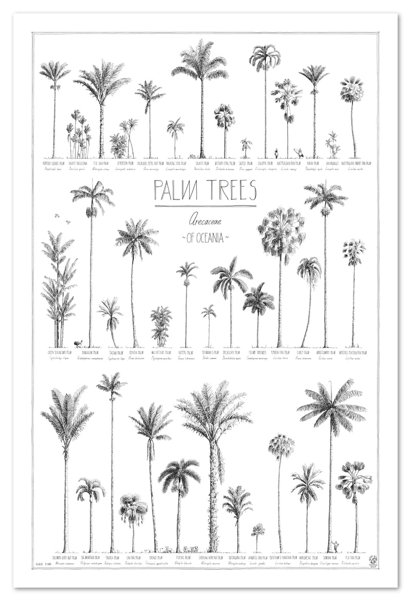 Palm Trees of Oceania, poster 60x90cm / 24x36
