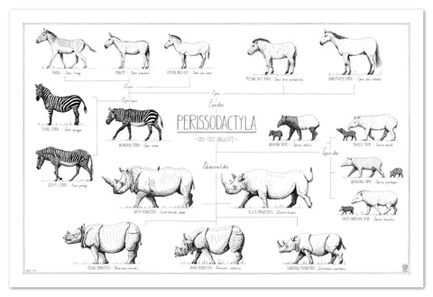 Modern, black and white poster (90x60cm / 36x24") of Perissodactyla, Horses, Donkeys, Zebras, Rhinos and Tapirs. Quality print of hand drawn animals. All with scientific and English names and classification. No frame.