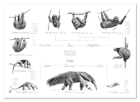Poster 70x50cm /28x20" of Pilosa, sloths and anteaters. Black and white scientific drawings. Modern and minimalist style. No frame included.