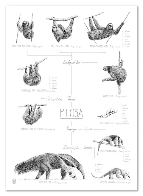 Modern, black and white poster (50x70cm / 20x28") of Pilosa, sloths and anteaters. Quality print of hand drawn animals. No frame included.