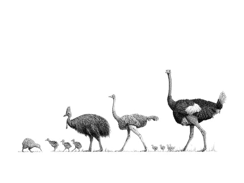 Poster - Ratites | Emus, Ostriches, Rheas and Kiwis