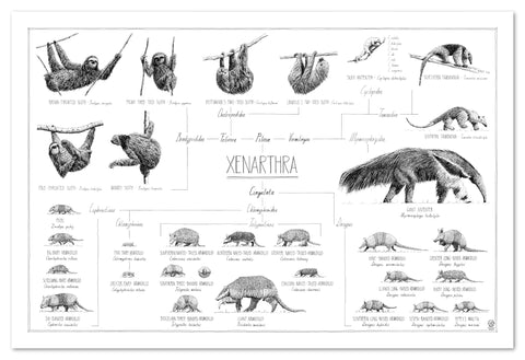 Poster of Xenarthra, sloths, anteaters and armadillos. 90x60cm / 36 x 24". Modern, tasty black and white style. Scientific drawings with names and relations. No frame included.