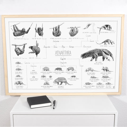 Poster of Xenarthra, sloths, anteaters and armadillos. 90x60cm / 36 x 24". Modern, tasty black and white style. Scientific drawings with names and relations. Natural, wood frame
