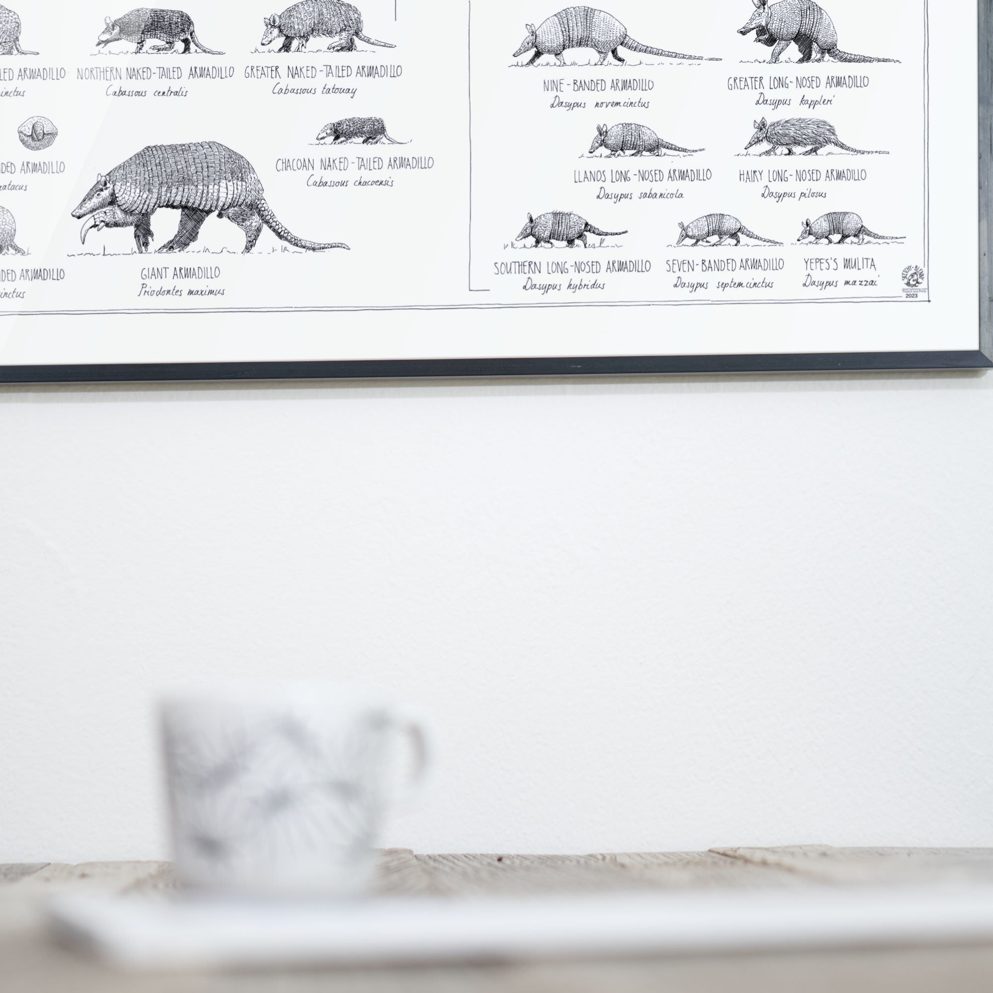 Poster of Xenarthra, sloths, anteaters and armadillos. 90x60cm / 36 x 24". Modern, tasty black and white style. Scientific drawings with names and relations.