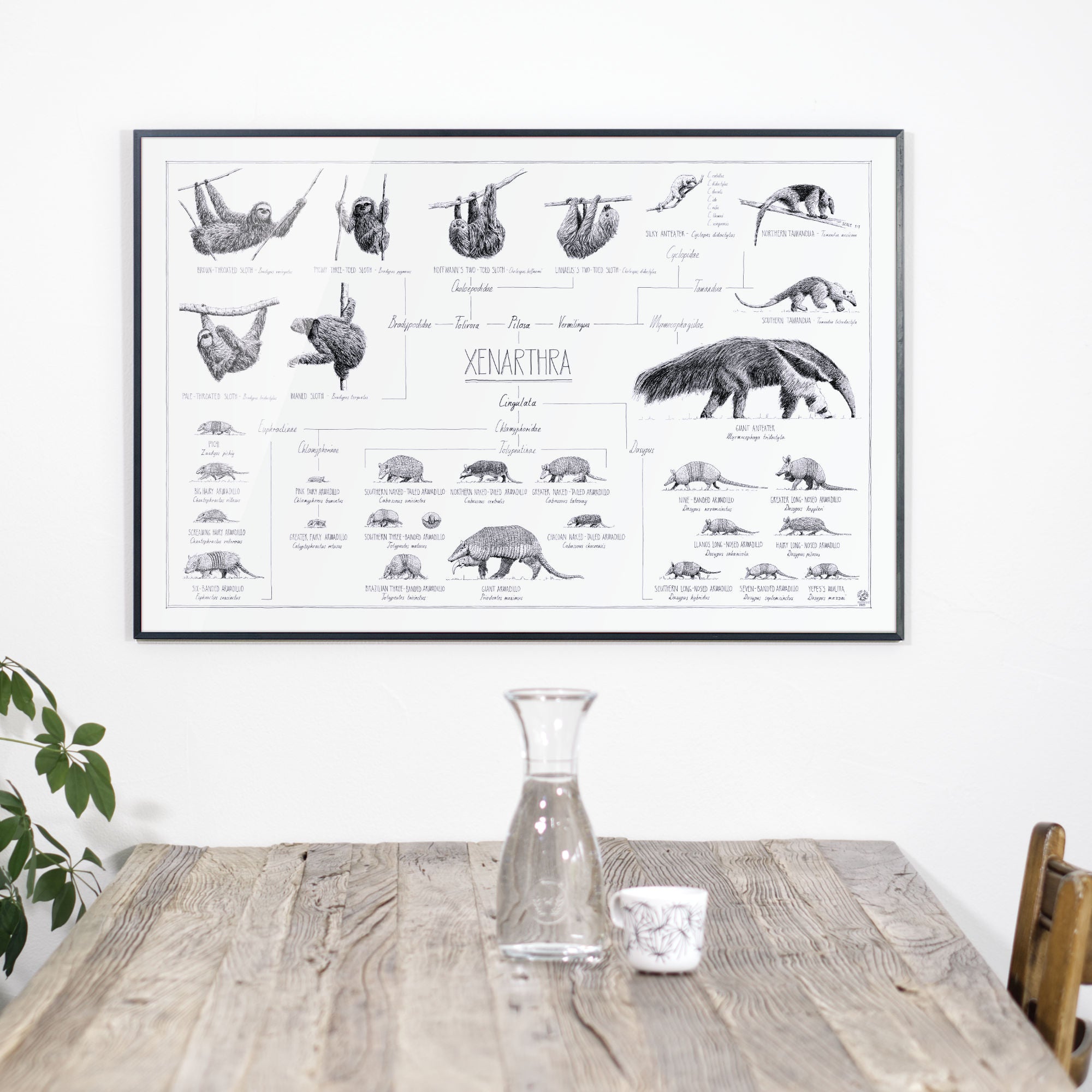 Photo of our Poster of Xenarthra, sloths, anteaters and armadillos. 90x60cm / 36 x 24". Scientific drawings with names and relations.