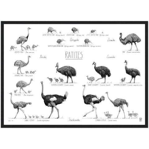 Ratites poster, 50x70cm / 20x28"