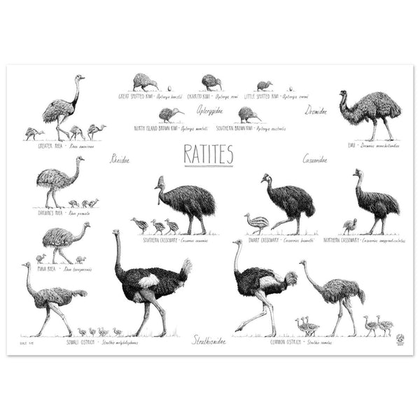 Ratites poster, 50x70cm / 20x28"