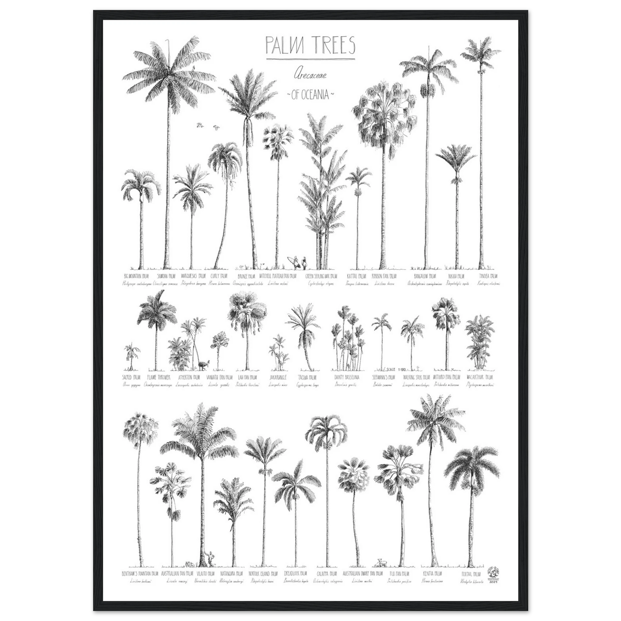 Modern, black and white poster (50x70cm / 20x28“) of Palm trees native to Oceania. Scientific and English names. Quality print of hand drawn palm trees. Black wood frame.