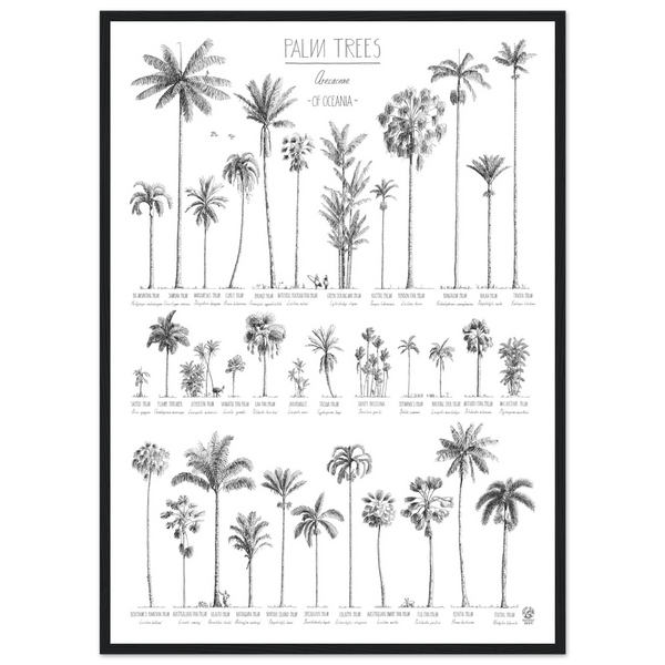Modern, black and white poster (50x70cm / 20x28“) of Palm trees native to Oceania. Scientific and English names. Quality print of hand drawn palm trees. Black wood frame.