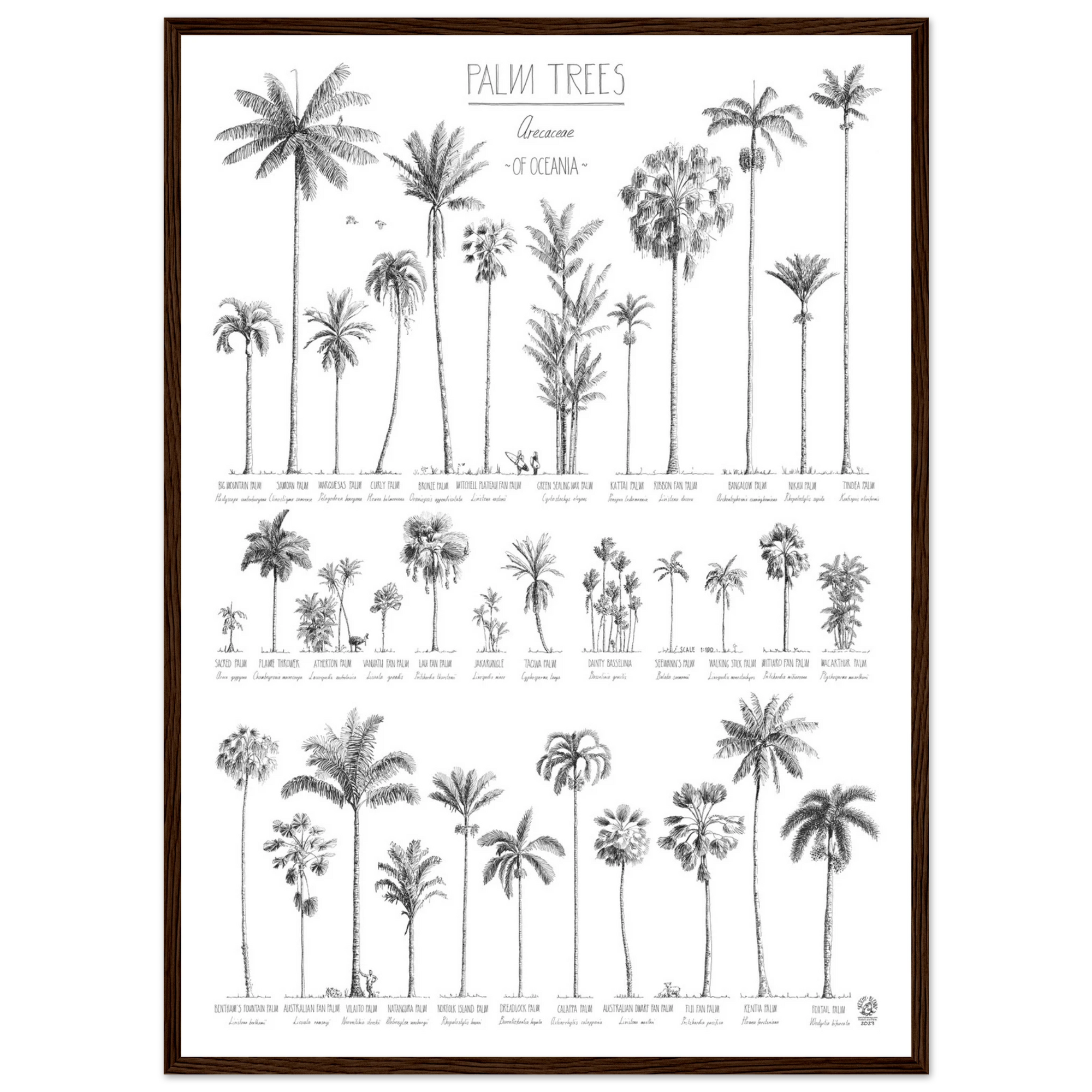Modern, black and white poster (50x70cm / 20x28“) of Palm trees native to Oceania. Scientific and English names. Quality print of hand drawn palm trees. Dark wood frame.
