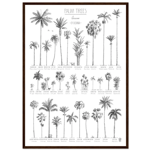 Modern, black and white poster (50x70cm / 20x28“) of Palm trees native to Oceania. Scientific and English names. Quality print of hand drawn palm trees. Dark wood frame.