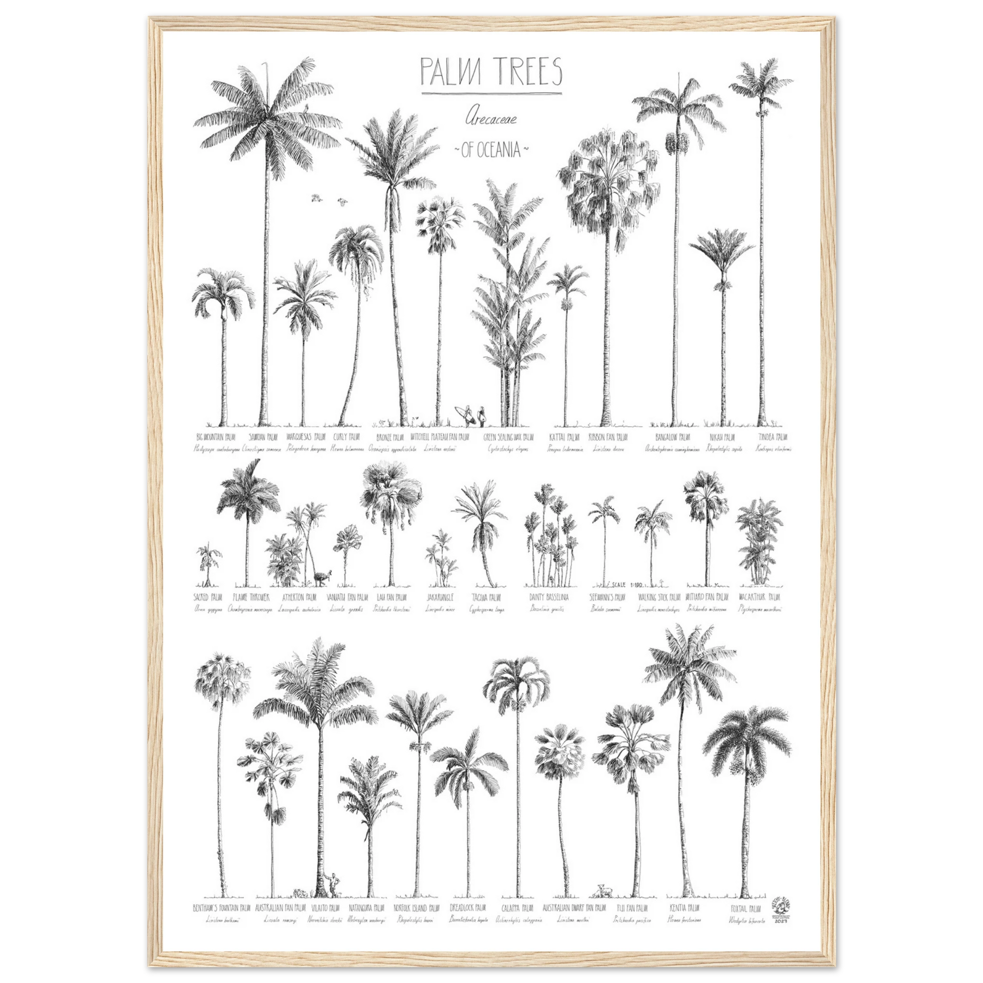 Modern, black and white poster (50x70cm / 20x28“) of Palm trees native to Oceania. Scientific and English names. Quality print of hand drawn palm trees. Natural wood frame.