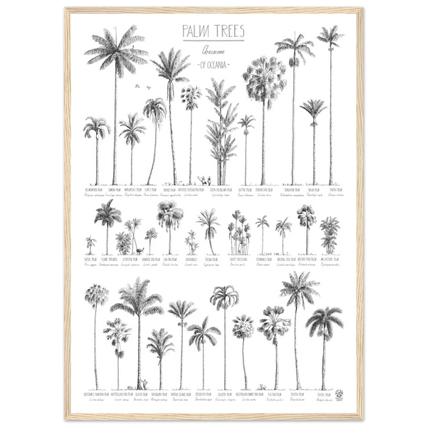 Modern, black and white poster (50x70cm / 20x28“) of Palm trees native to Oceania. Scientific and English names. Quality print of hand drawn palm trees. Natural wood frame.