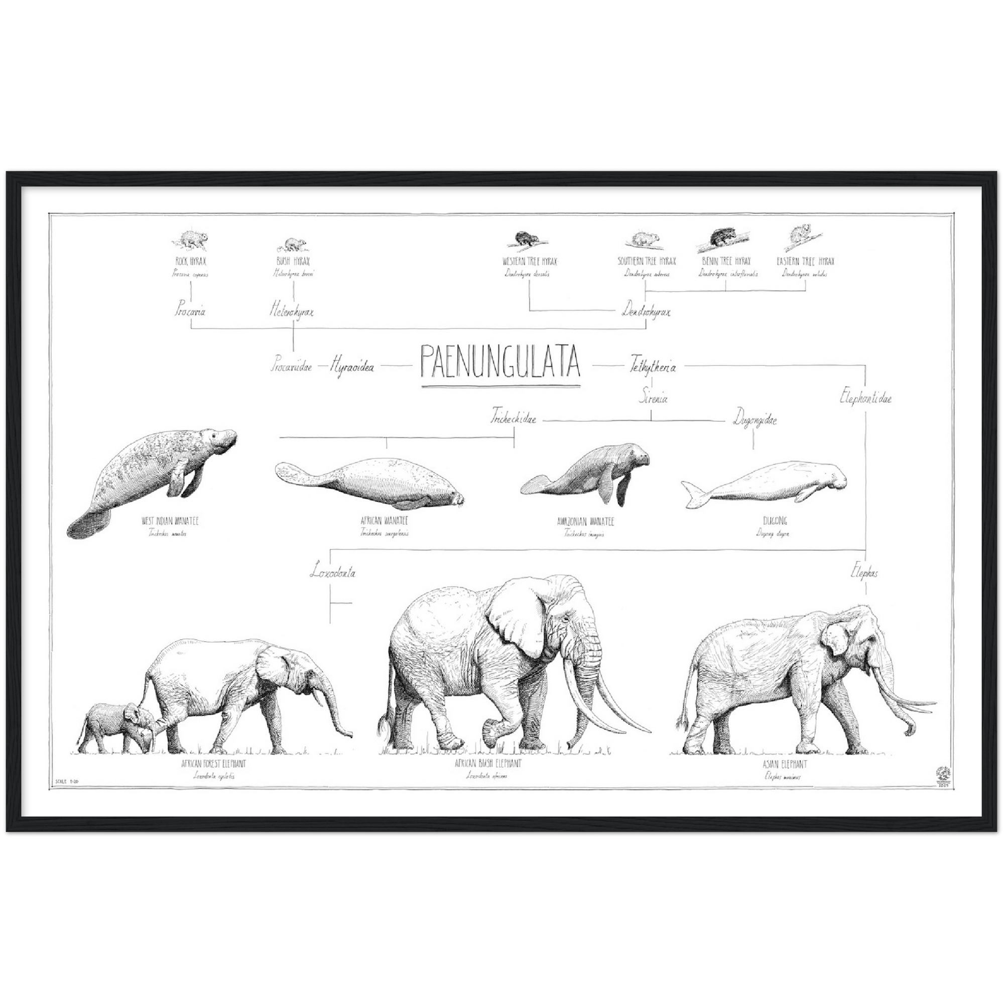 Modern, minimalist Paenungulata poster in black and white. Scientific and english names. black wood frame