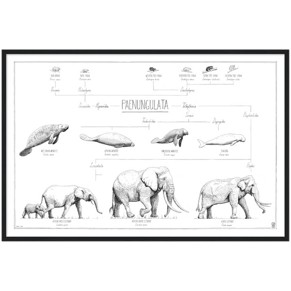 Modern, minimalist Paenungulata poster in black and white. Scientific and english names. black wood frame