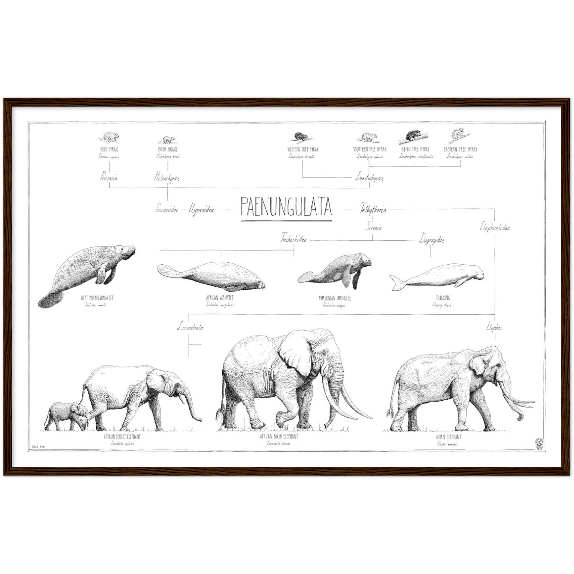 Modern, minimalist Paenungulata poster in black and white. Scientific and english names. Dark wood frame